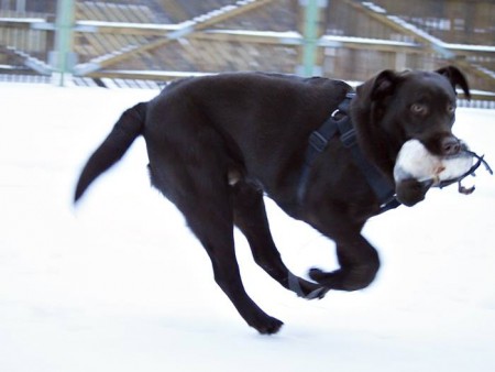 Inbromsning efter att hon snabbt som blixten hämtat och kommit tillbaka med fågeln!