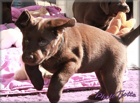 Sötgurkan i fullt språng!